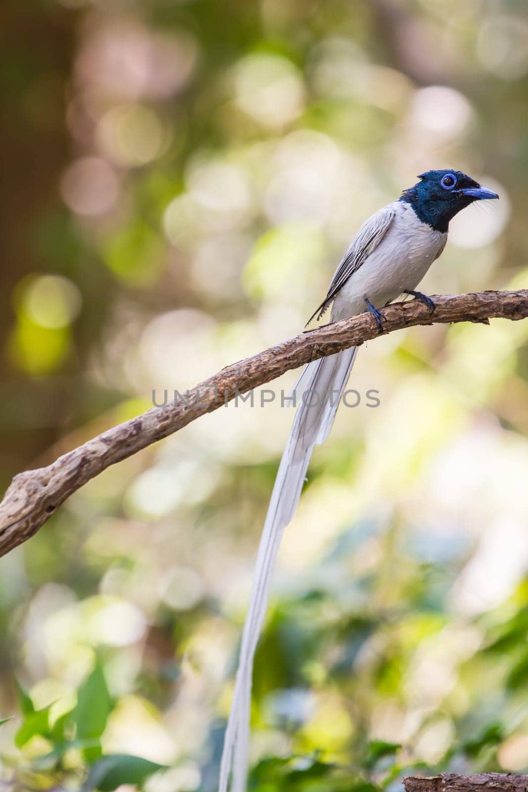 Bird in nature, asian paradise flycatcher perching on a branch