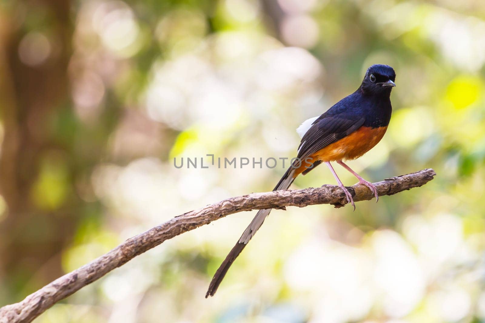 White-rumped Shama (Copsychus malabaricus), standing on a branch
