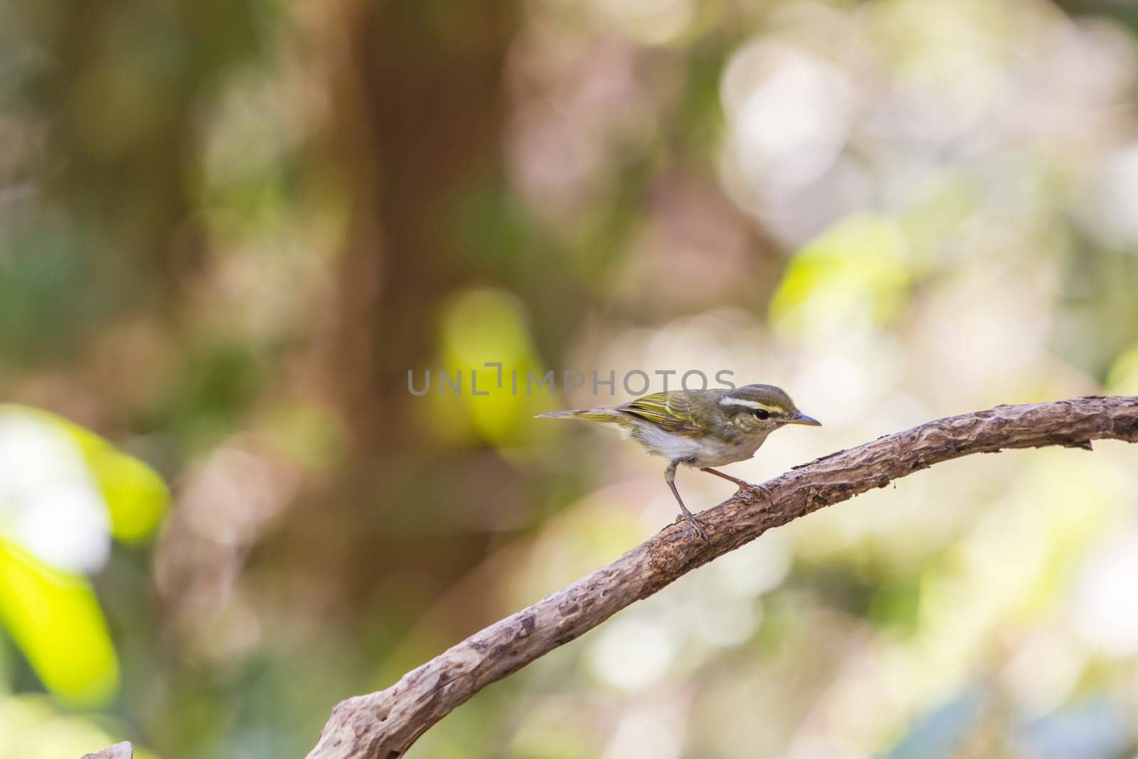 Yellow-browed Warbler (Phylloscopus inornatus) on the branch in nature