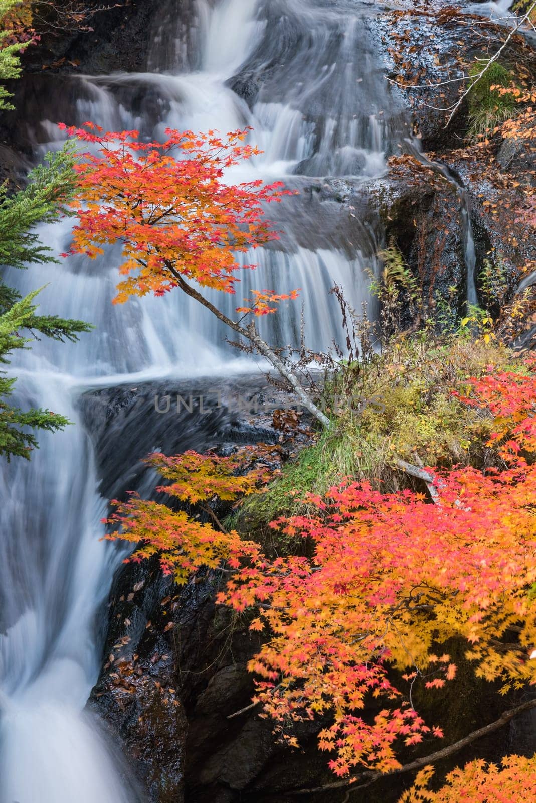 Autumn fall forest at Ryuzu waterfall at Nikko Tochigi Japan