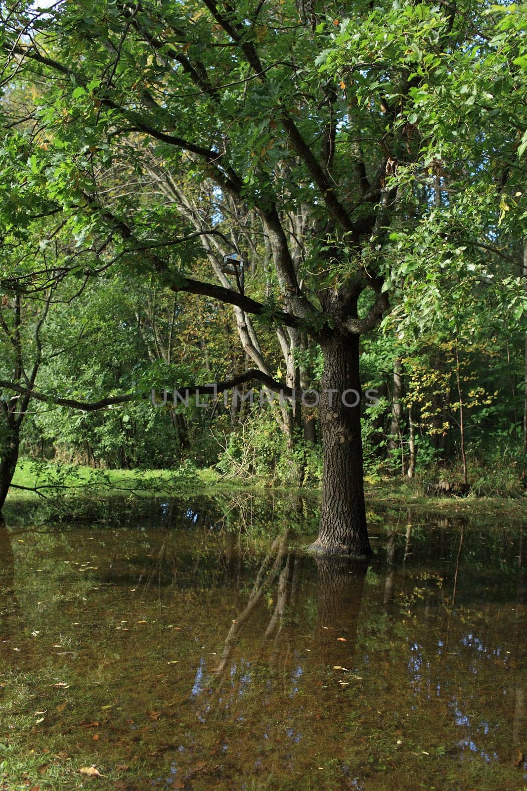 Flooded forest after flood, beautiful landscape