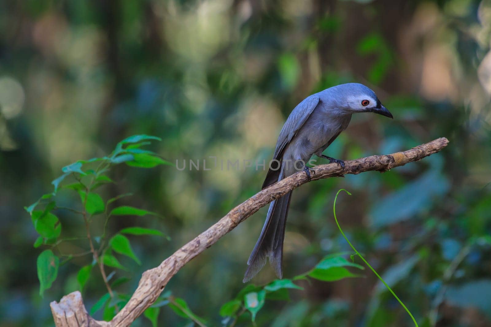 beautiful ashy drongo (Dicrurus leucophaeus)  perching on a branch