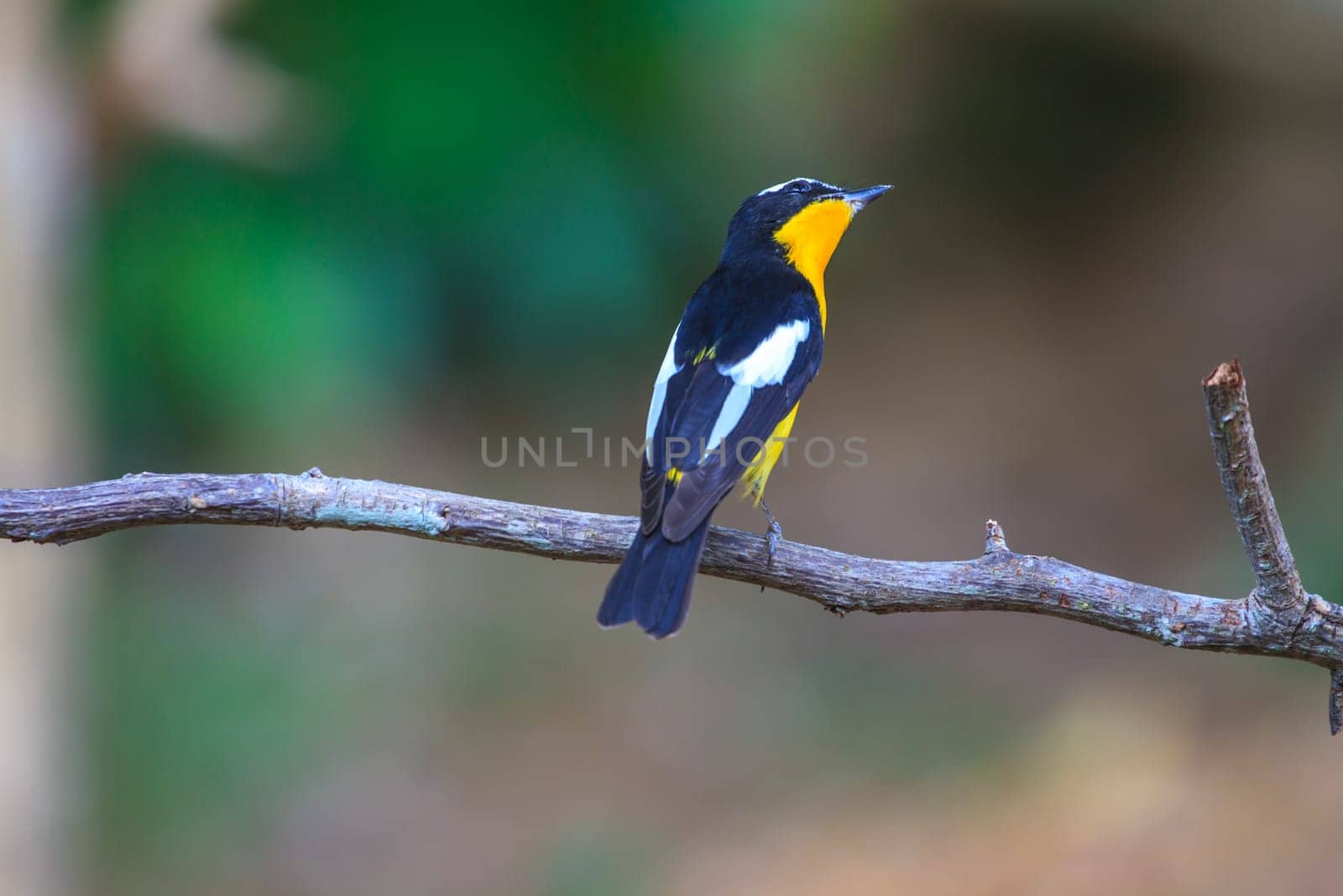 Male Yellow-rumped flycatcher (Ficedula zanthopygia) in nature of Thailand