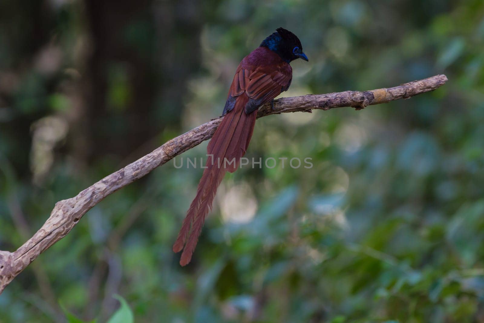 Bird in nature, asian paradise flycatcher perching on a branch