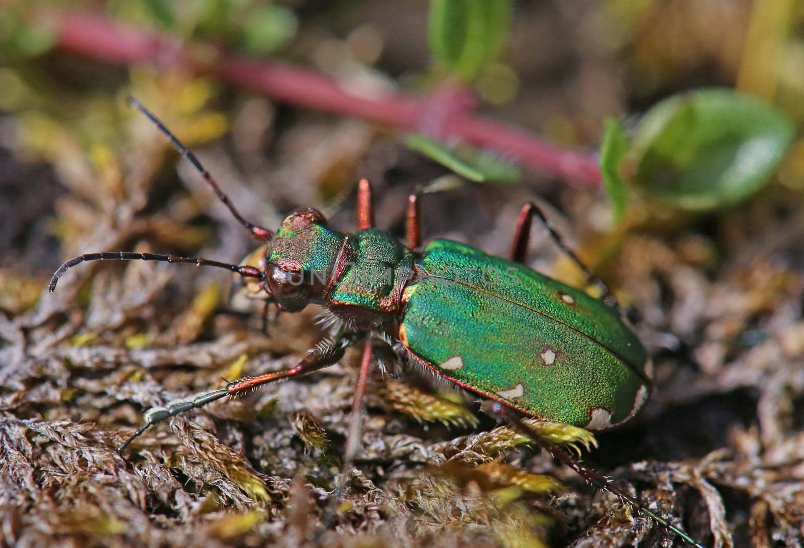 Macro image Field ground beetle or sandpiper Cicindela campestris