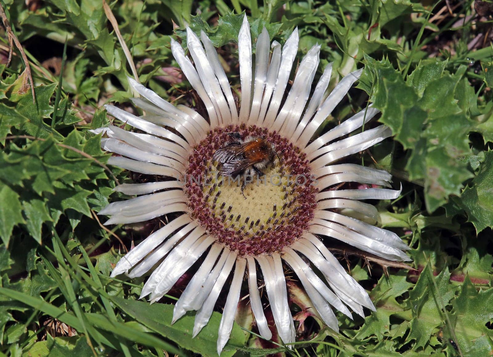 Silver thistle,alpine flower,"Carlina acauli"",Carlina,boarwort,daisy,bumblebee"