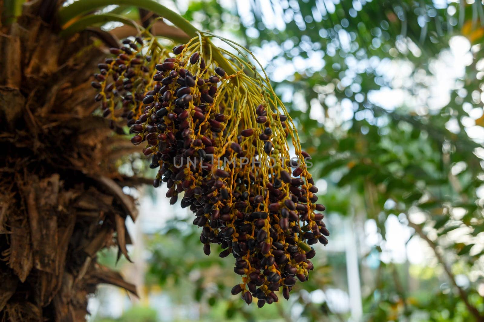 Small fruits of an exotic tree Small fruits of an exotic tree in a bunch, brownin a bunch