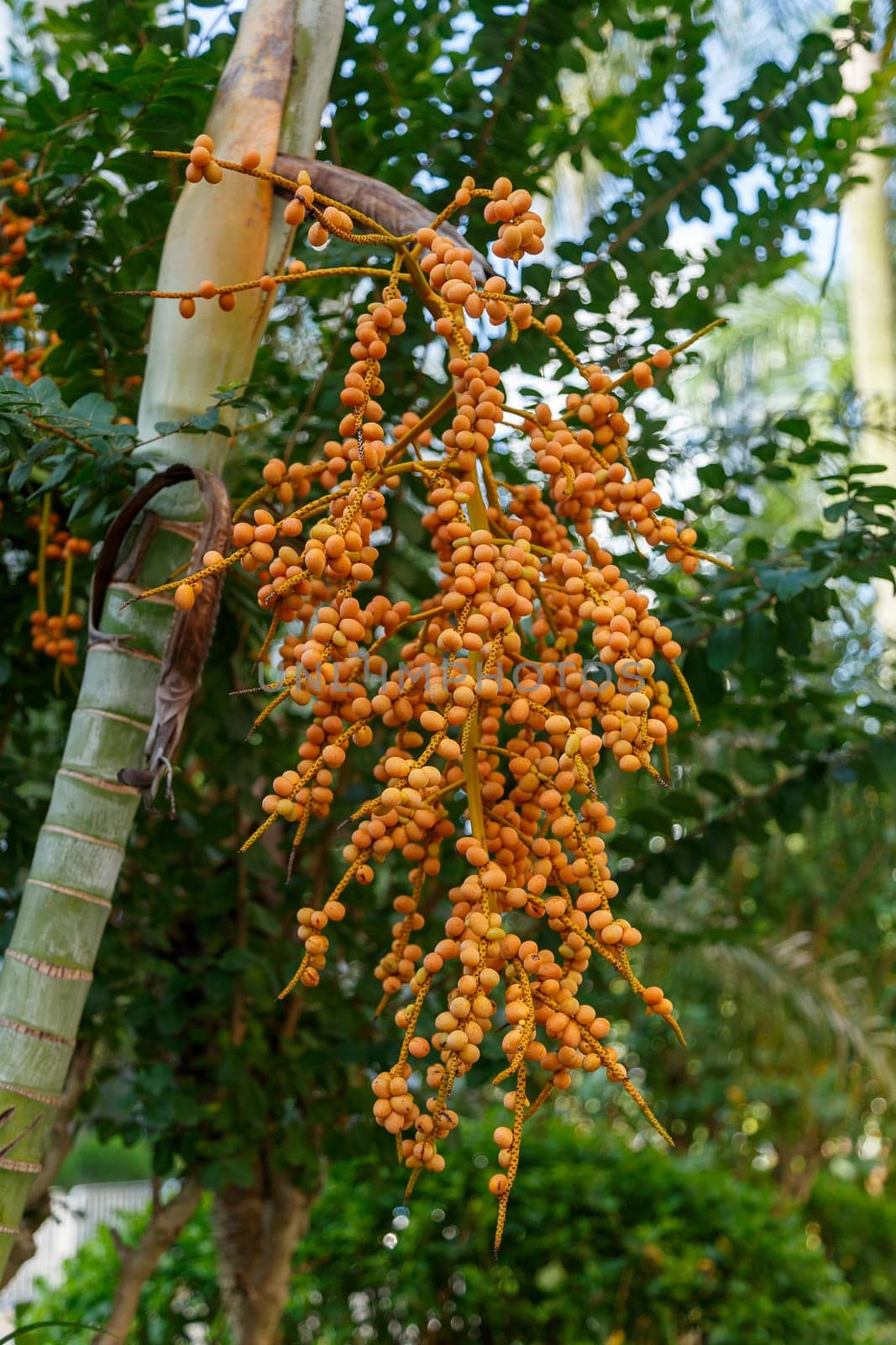 Small fruits of an exotic tree in a bunch, orange