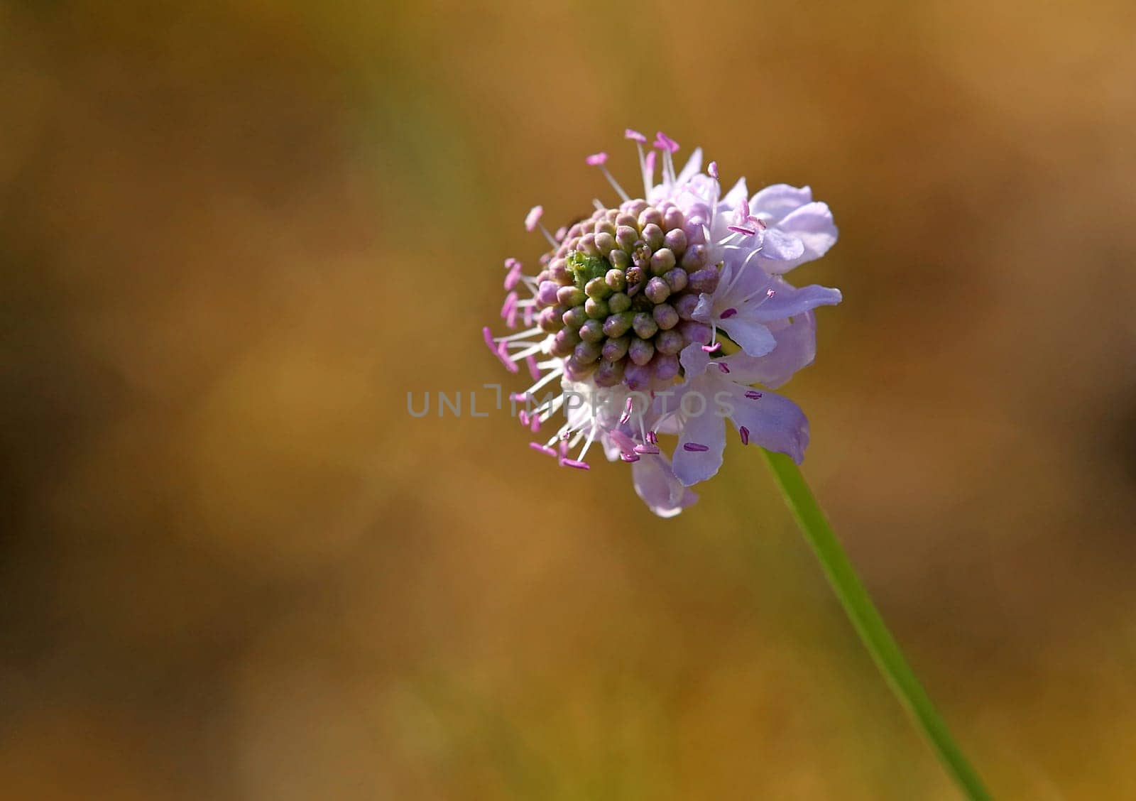 Macro scented scabiosis or grey scabiosa Scabiosa canescens from Sandhausen