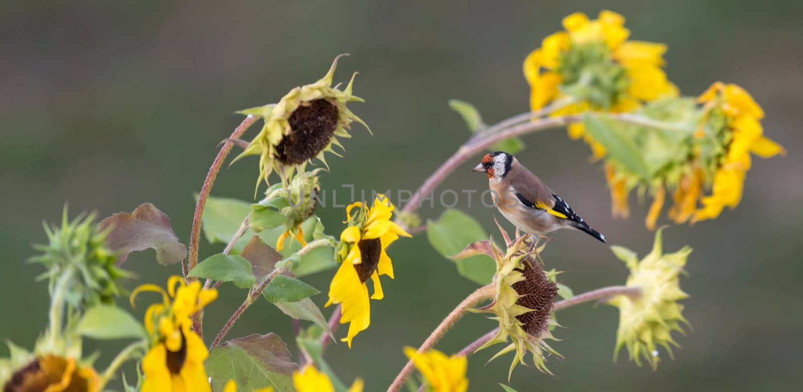 Goldfinch sits on an old sunflower with seeds between blooming sunflowers in front of blurred green background