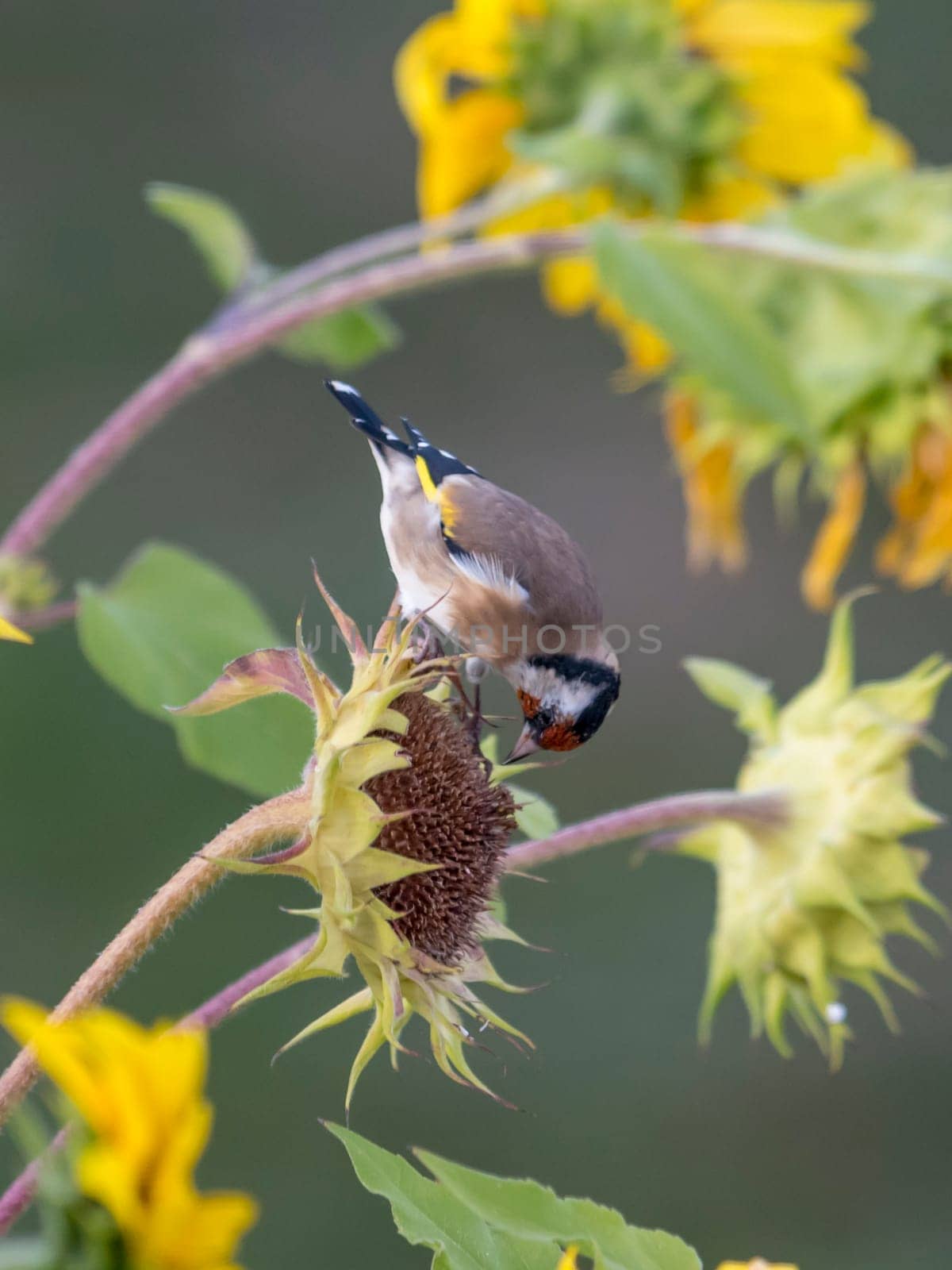 Goldfinch sits on an old sunflower with seeds between blooming sunflowers in front of blurred green background