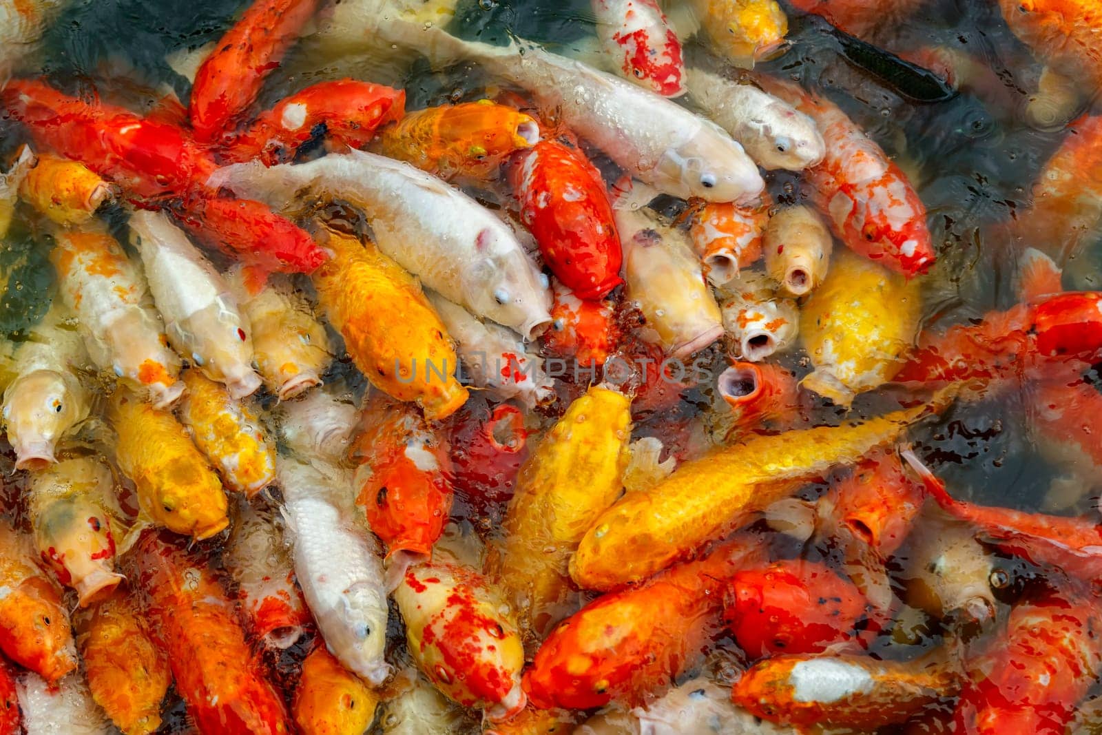 group of multi-colored koi carps fighting for food