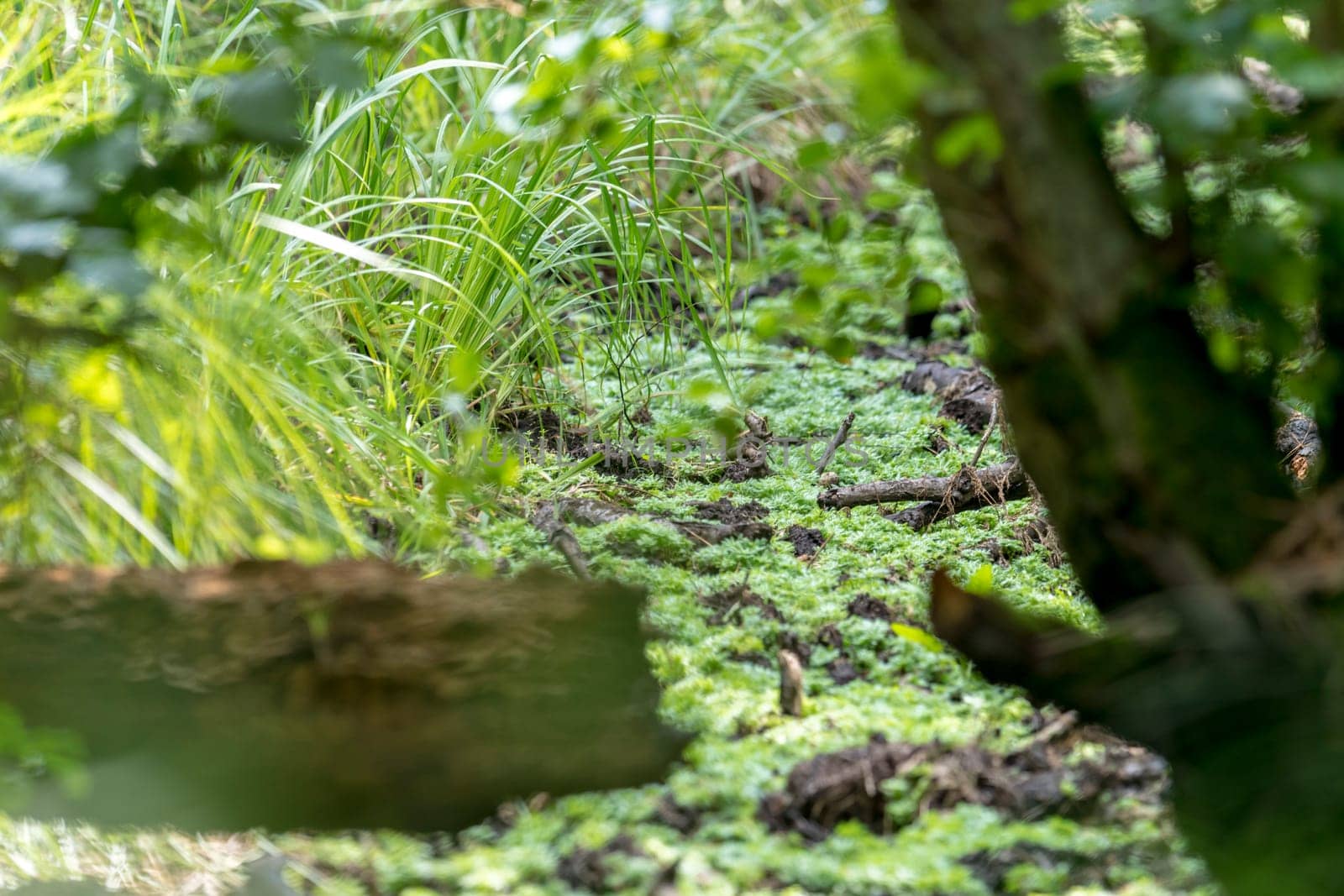 German bog forest landscape with fern, moss, grass and deciduous trees in summer as background