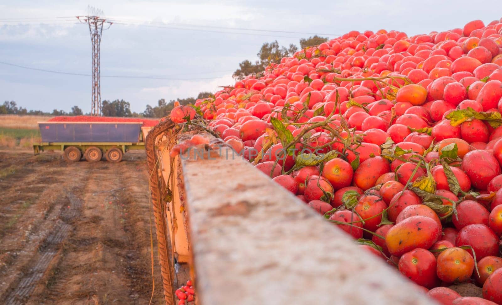Just harvested loaded gondola tank at tomato field. Truck trailer at bottom