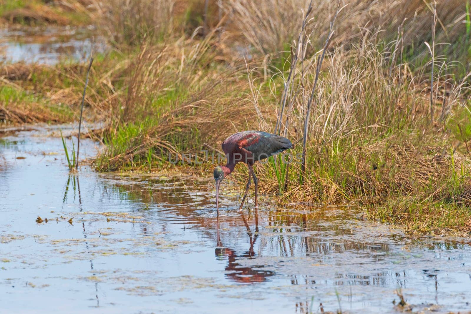 Glossy Ibis Feeding in a Wetland Pond in Chincoteague Wildlife Refuge in Virginia