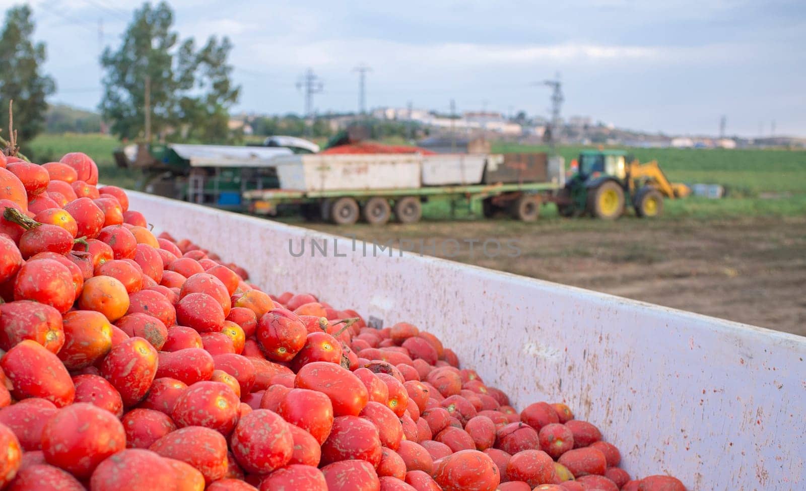Tomatoes just harvested loaded at gondola trailer to be towed by tractor. Tomatoes season at Vegas del Guadiana, Spain