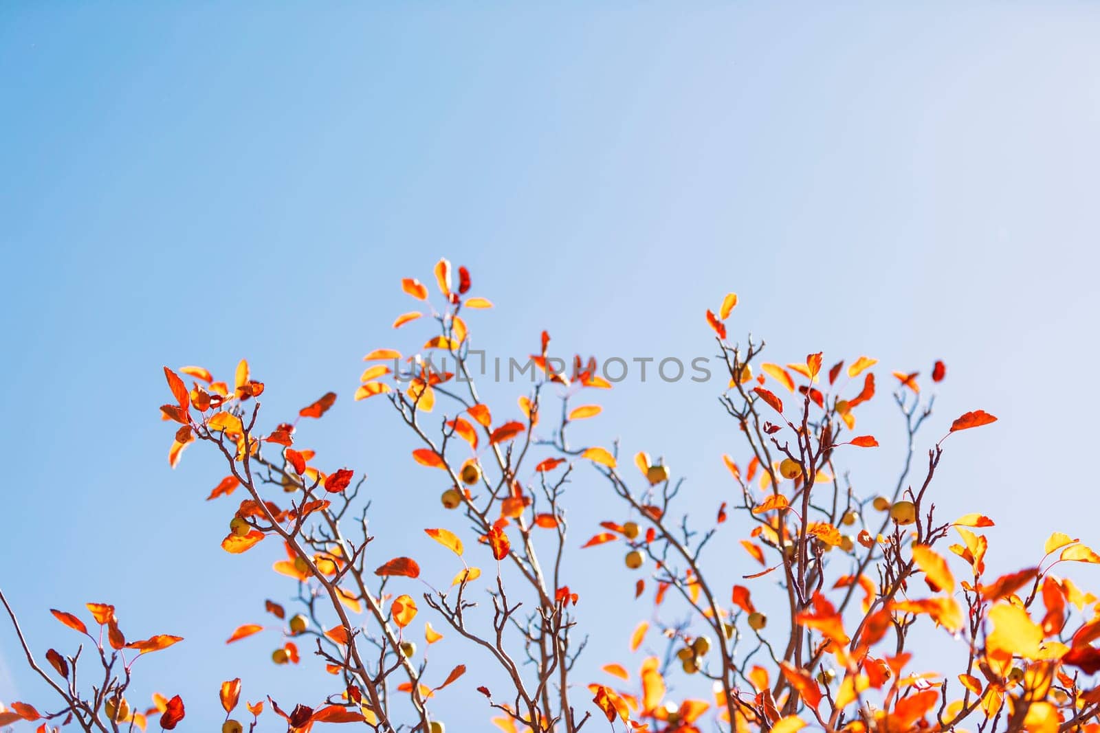 autumn leaves against blue sky