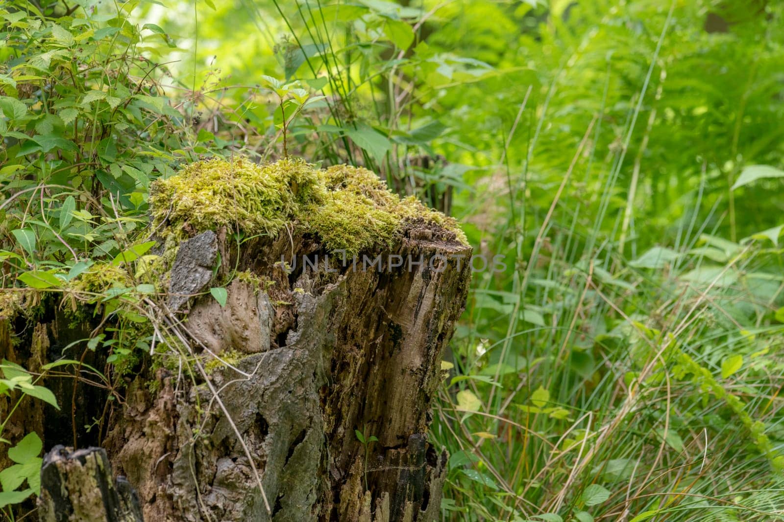 German Moor forest landscape with fern, grass and deciduous trees in summer as background