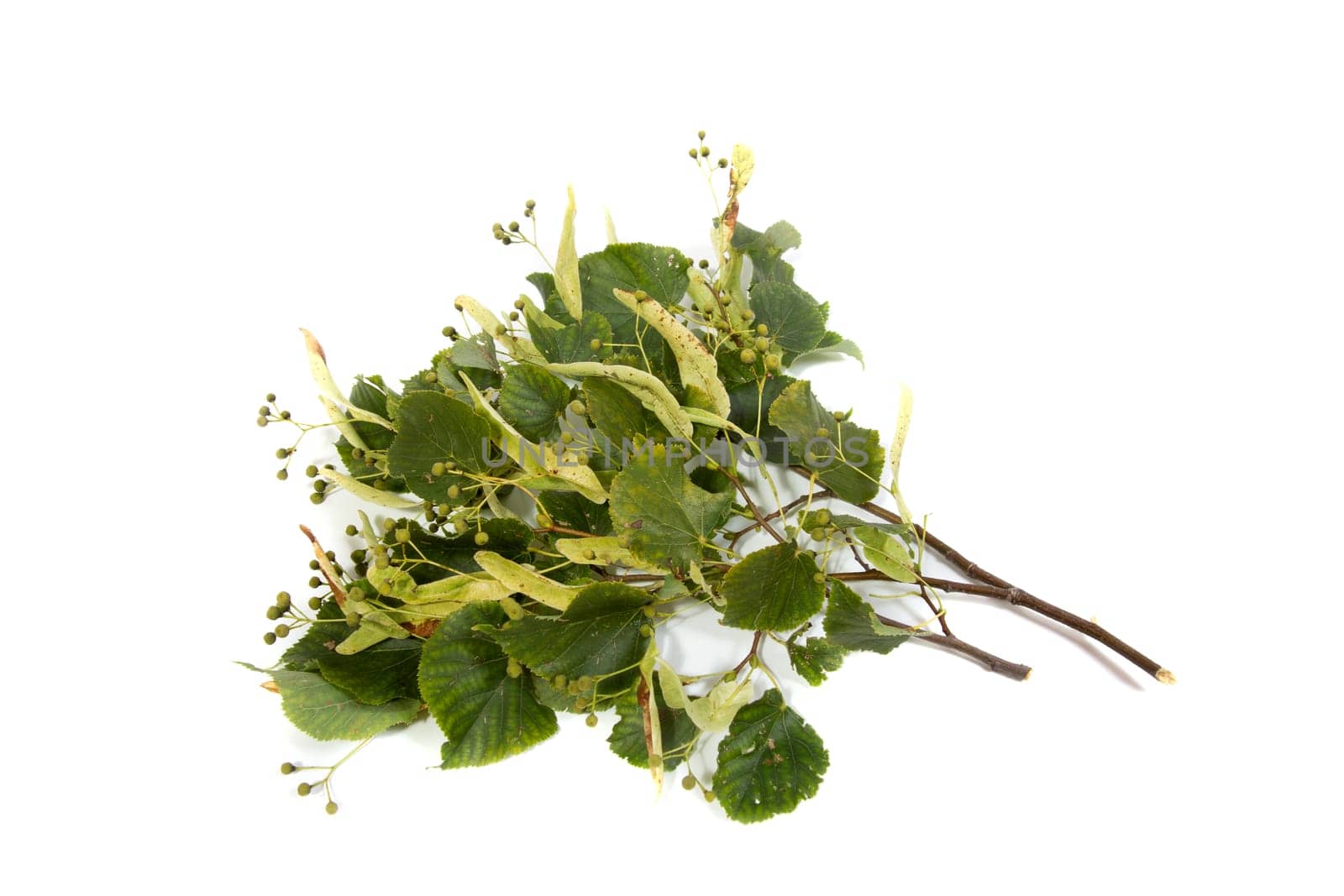 Linden branch with flowers on white background