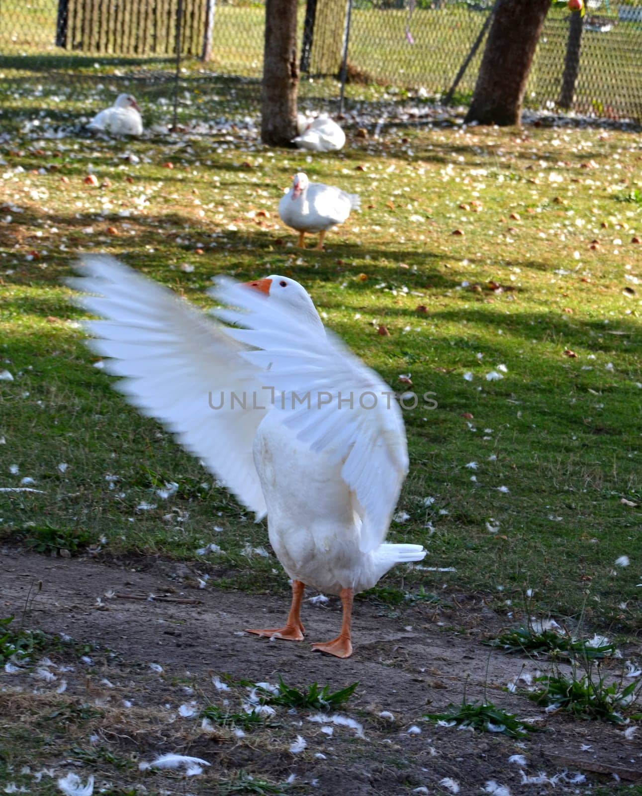 goose