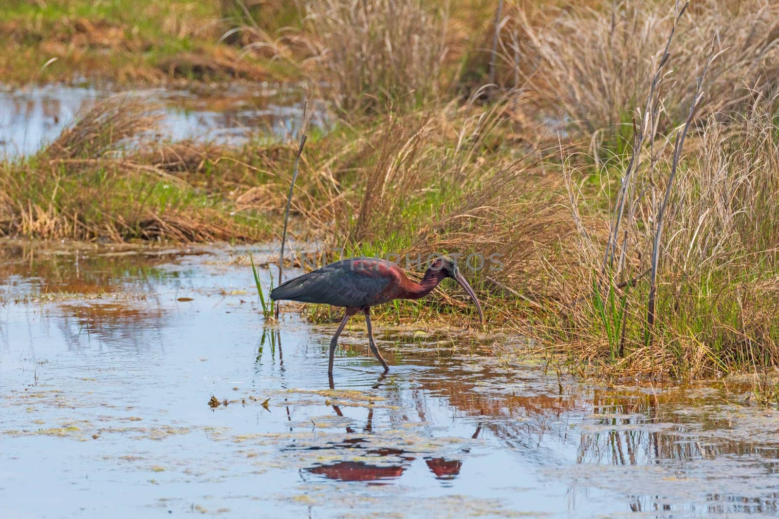 Glossy Ibis in a Wetland Pond in Chinoteague National Wildlife Refuge in Virginia