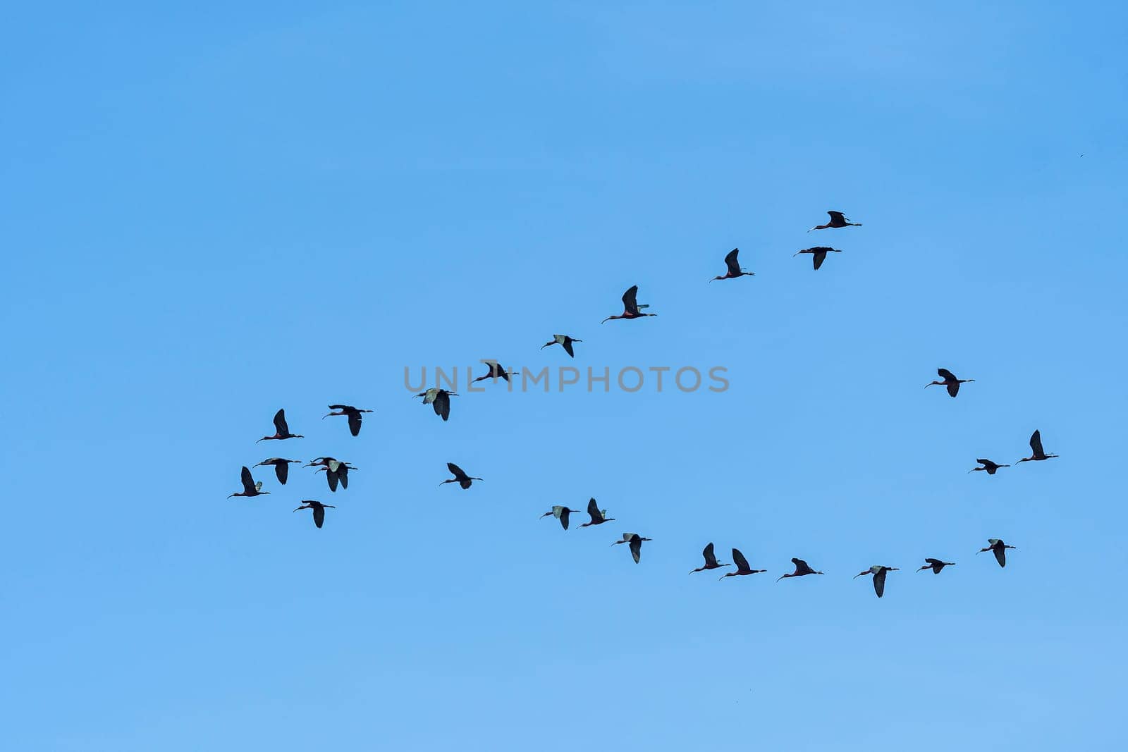 A Flock of Glossy Ibis in Flight over the Chincoteague National Wildlife Refuge in Virginia
