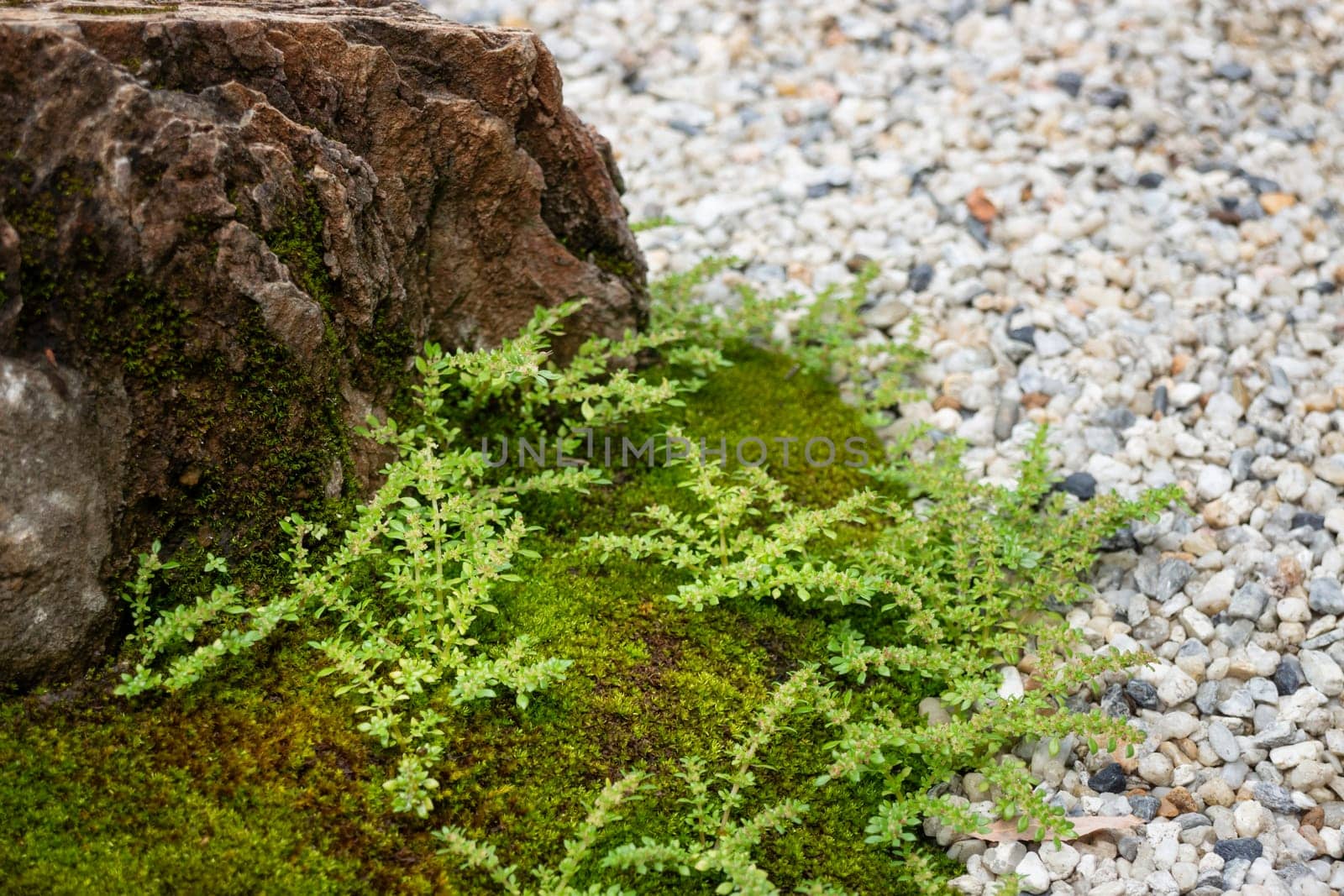 Natural stone landscaping in home garden, stock photo