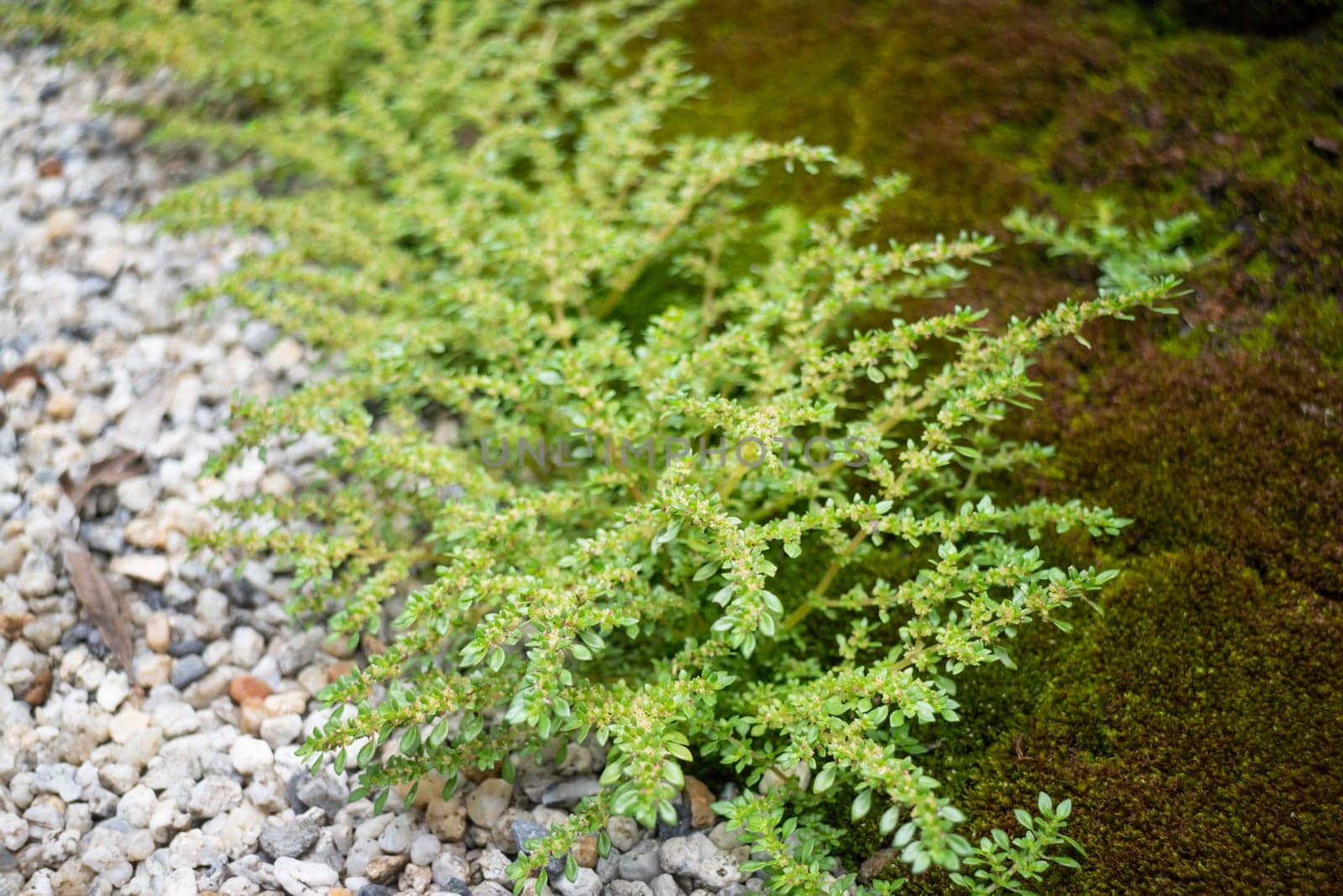 Natural stone landscaping in home garden, stock photo