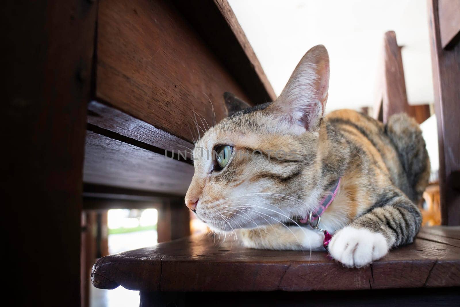 Domestic cute cat fell asleep, stock photo