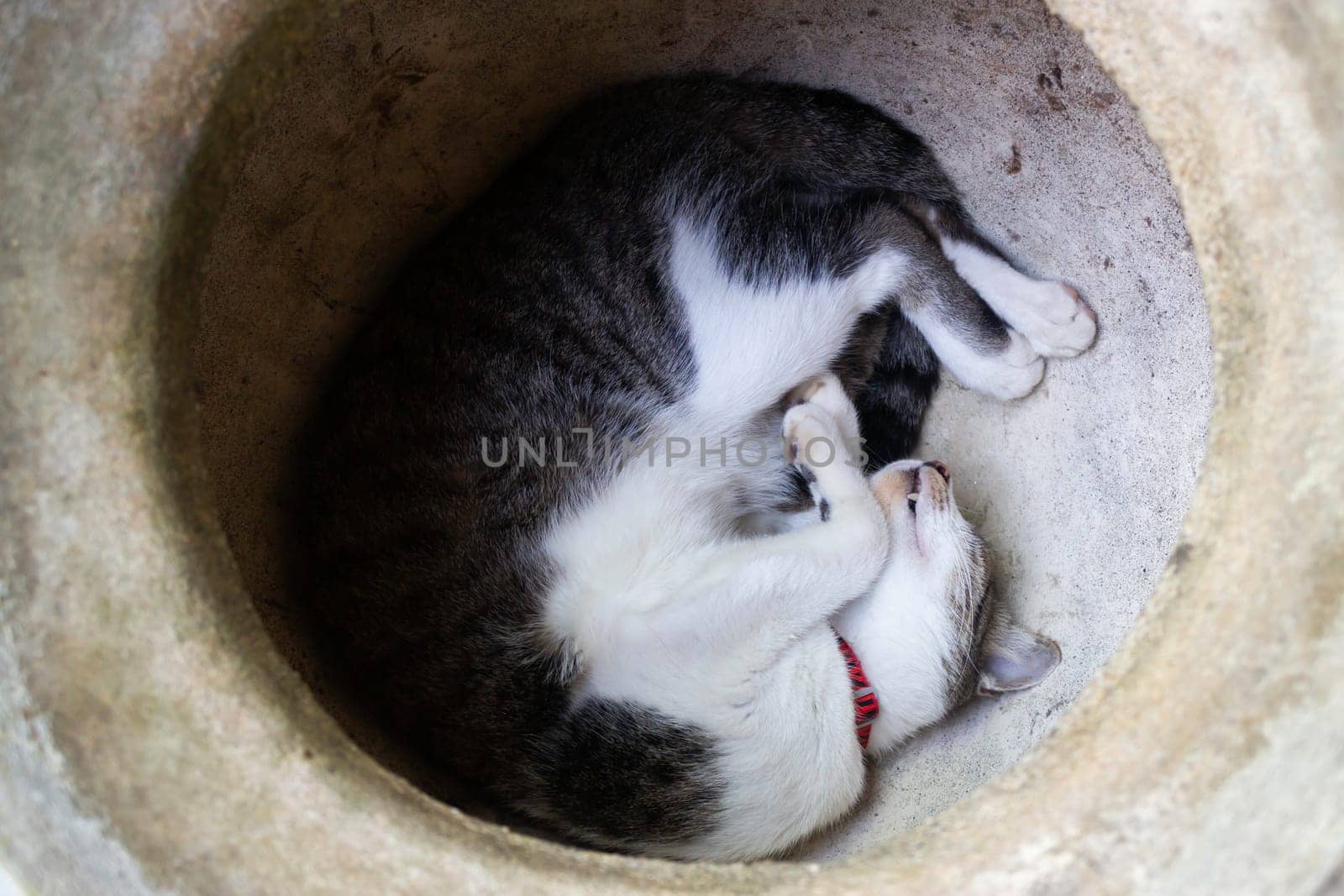 Domestic cute cat fell asleep, stock photo