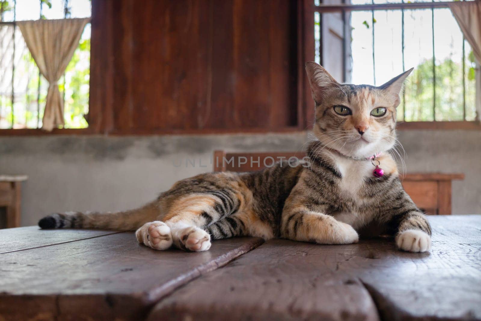 Domestic cute cat fell asleep, stock photo