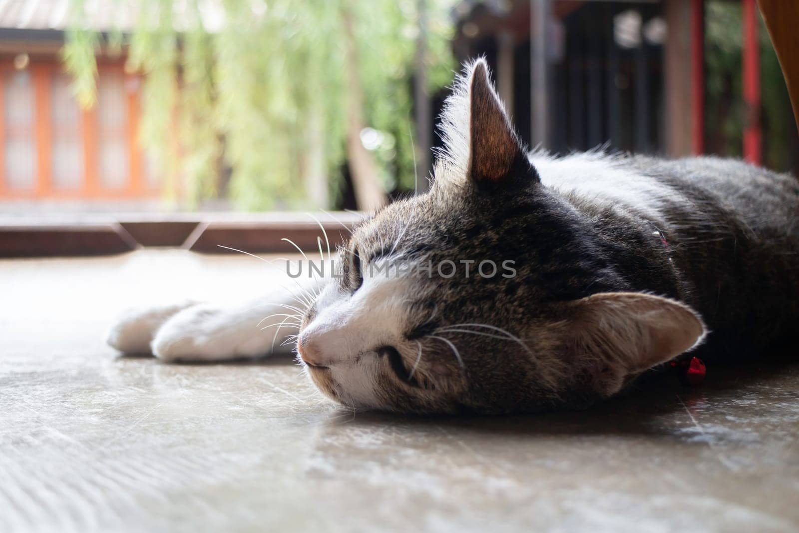 Domestic cute cat fell asleep, stock photo