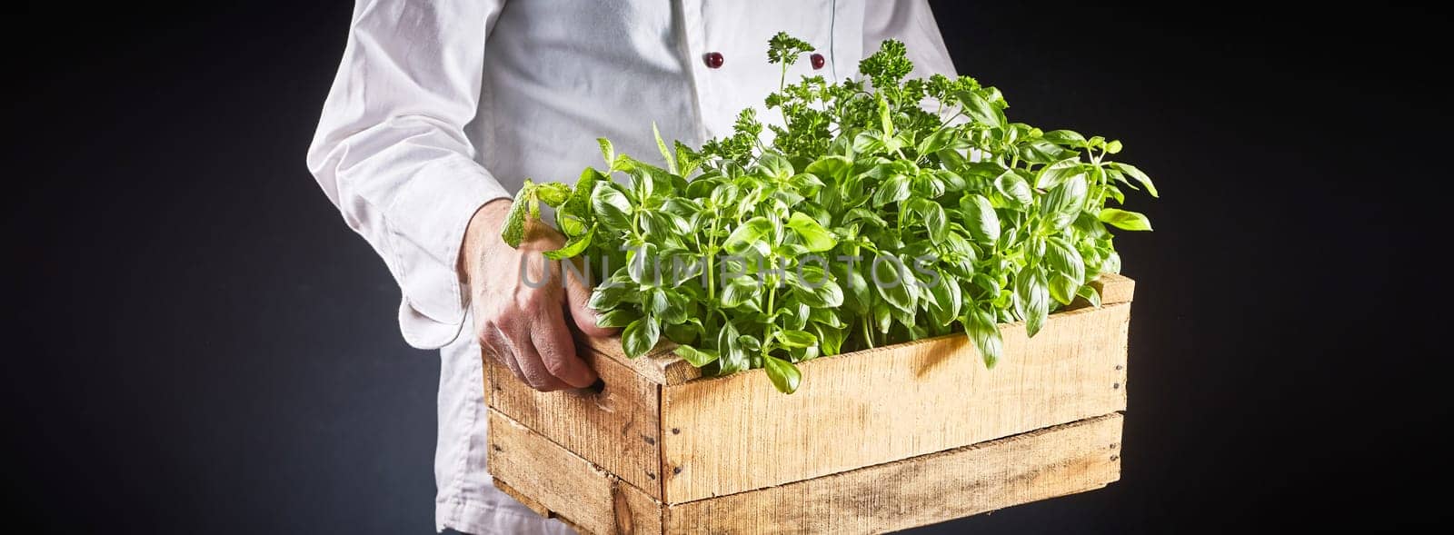 Chef in white uniform carrying fresh basil plants in a wooden crate for use as an ingredient in cooking, salads or as a garnish over black in a panorama banner