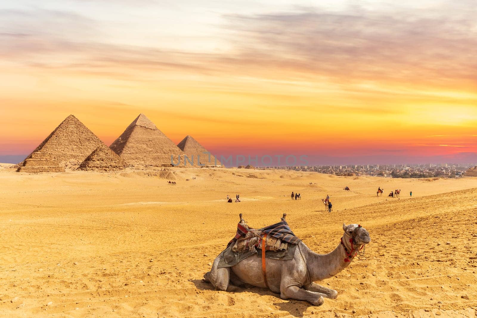 Colors of sunset near the Pyramids of Giza and a camel, Egypt.