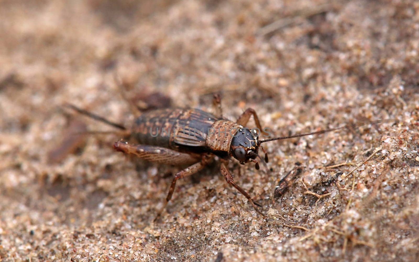 Forest cricket Nemobius sylvestris from the Hardtwald near Walldorf