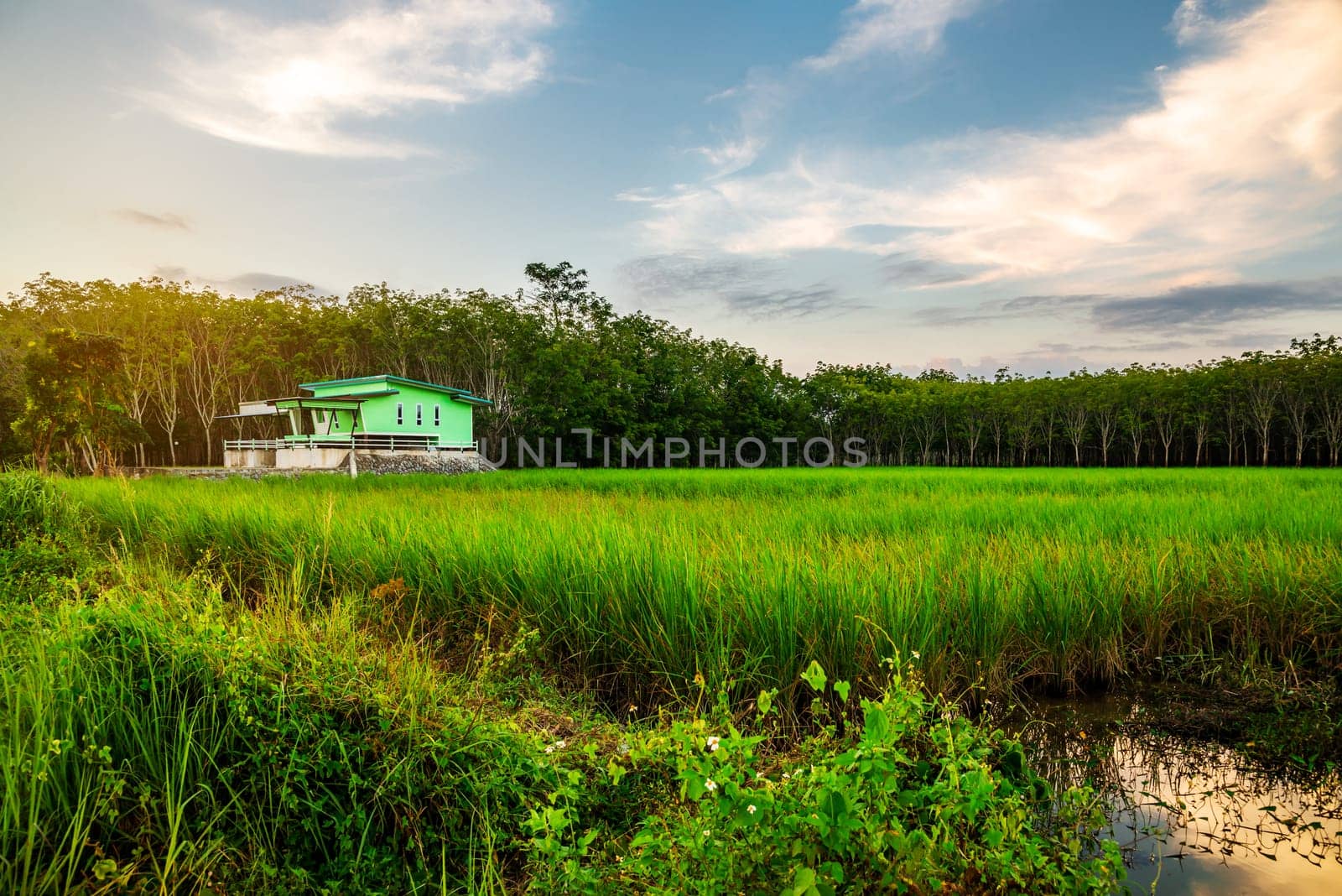 Rice field rural with green house and colorful of sky in twilight, Green field rural countryside