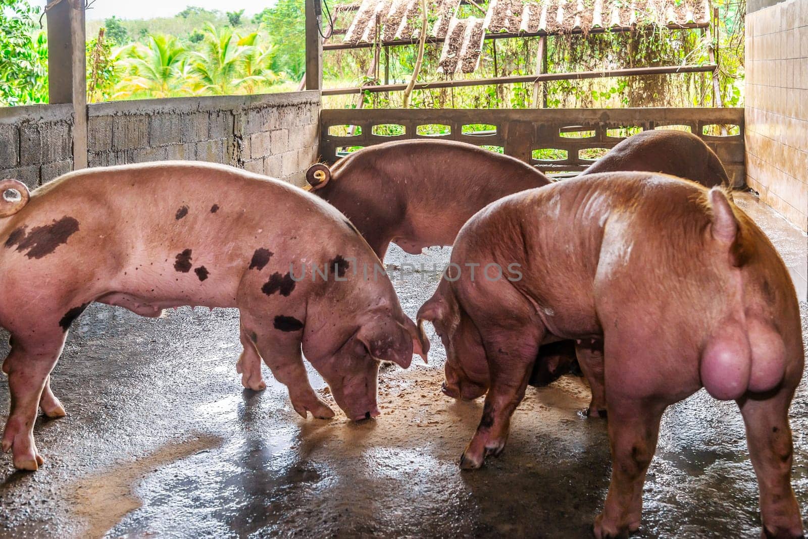 Breeder red pigs on a farm in rural countryside
