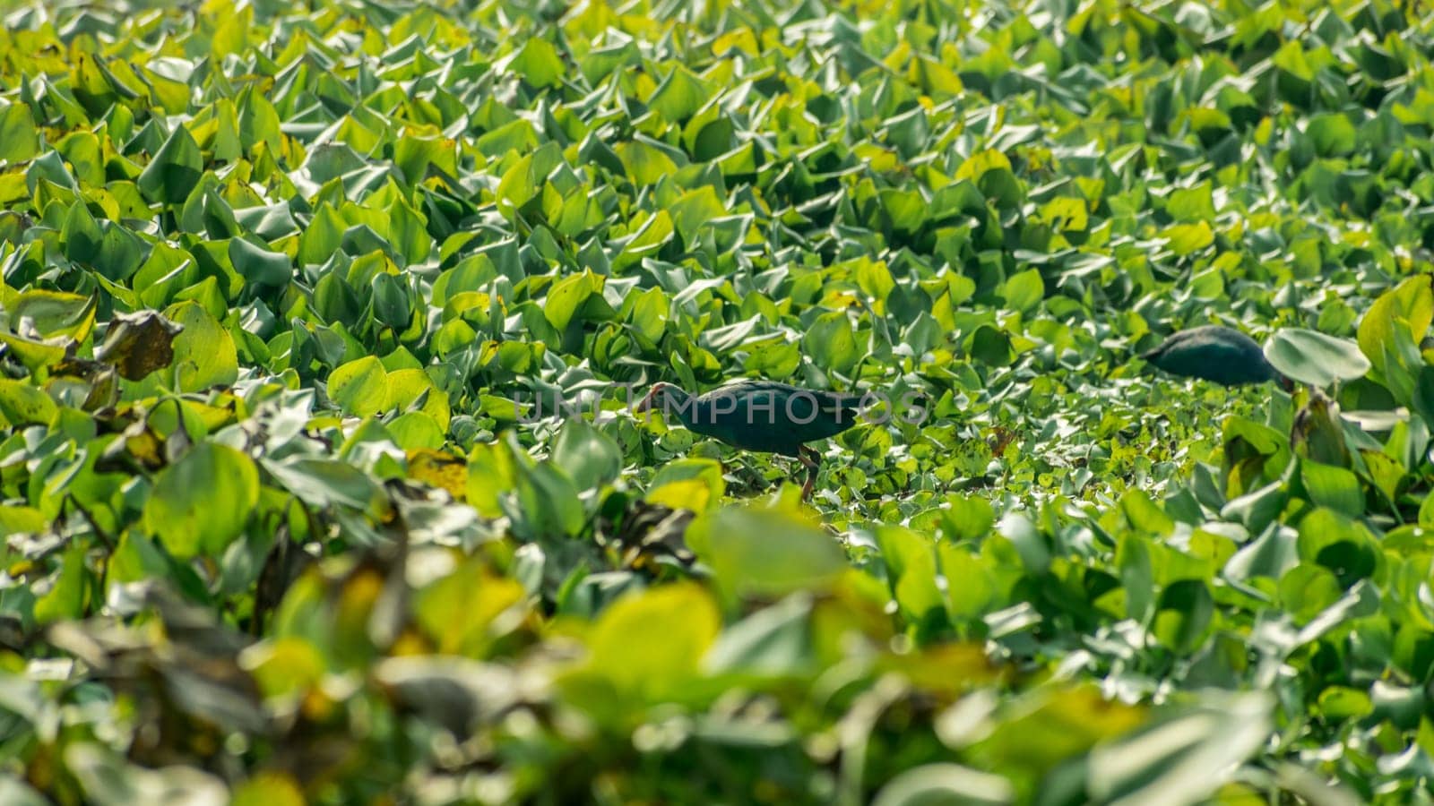 Closeup of Moorhen or swamp hen, a chicken-sized bird collecting food around the lake field with Flowering Water Hyacinth (Eichhornia crassipes) on the pond. Nal Sarovar Bird Sanctuary, Gujarat India