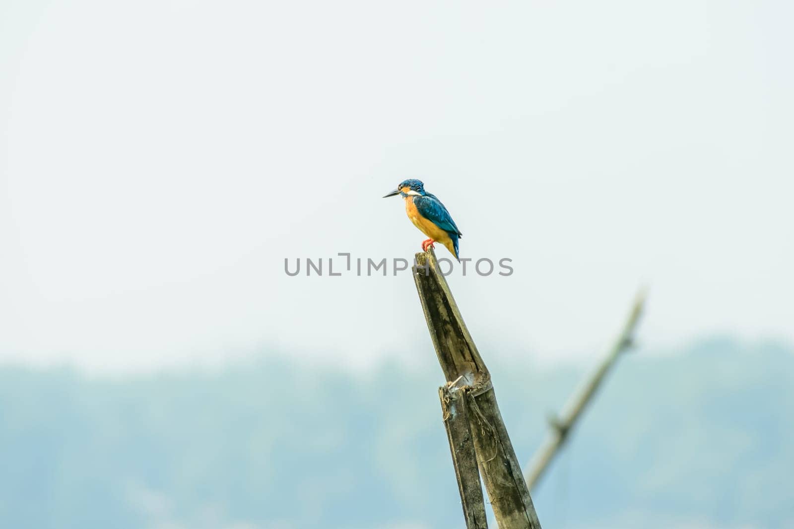 Kingfishers or Alcedinidae bird. It is a species of fish eaters, waiting to catch a fish. Its an excellent divers. Rajasthan’s Bharatpur Bird Sanctuary, Keoladeo Ghana National Park, a bird paradise.