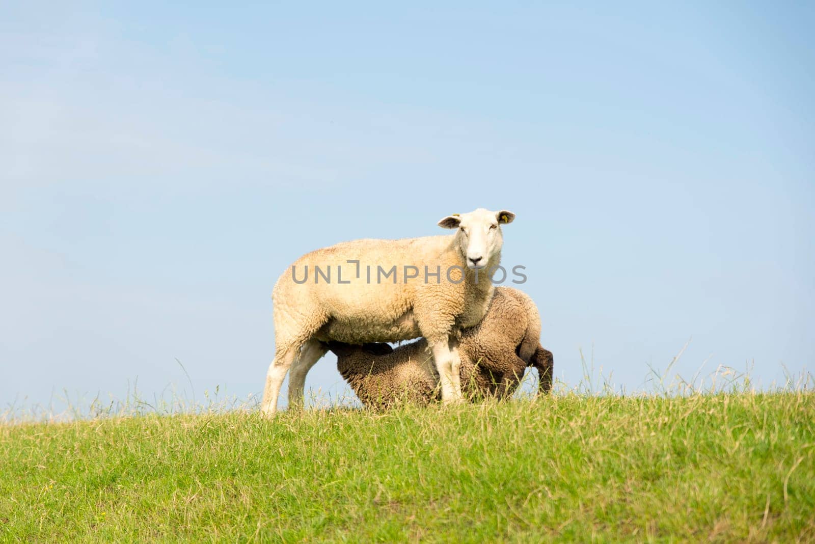 Mammal sheep on a dyke crown with green grass in front of blue sky