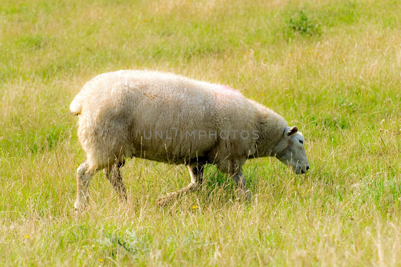 Sheep on a dyke crown with green grass