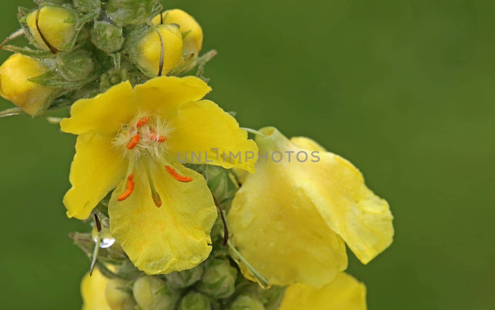 Macro of the small-flowered mullein Verbascum thapsus