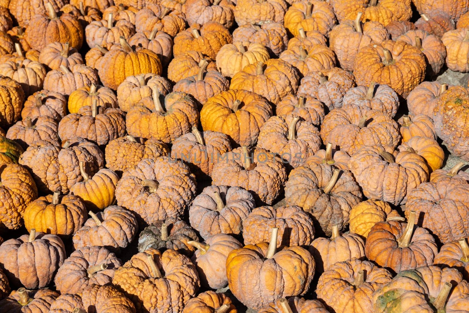Pumpkin on market. A large collection of colorful pumkins or gourds on market on a sunny autumn day. Beautiful background for natural health and nutrition concept.