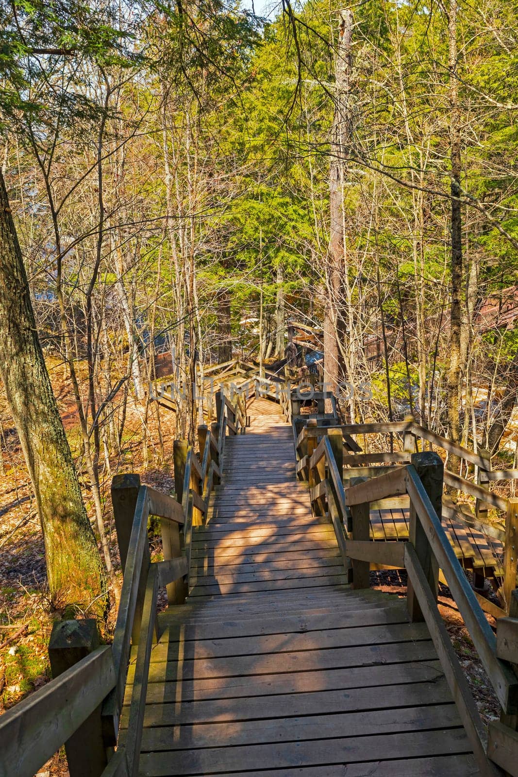 Stairway on a Forest Trail in Porcupine Mountains State Park in Michigan