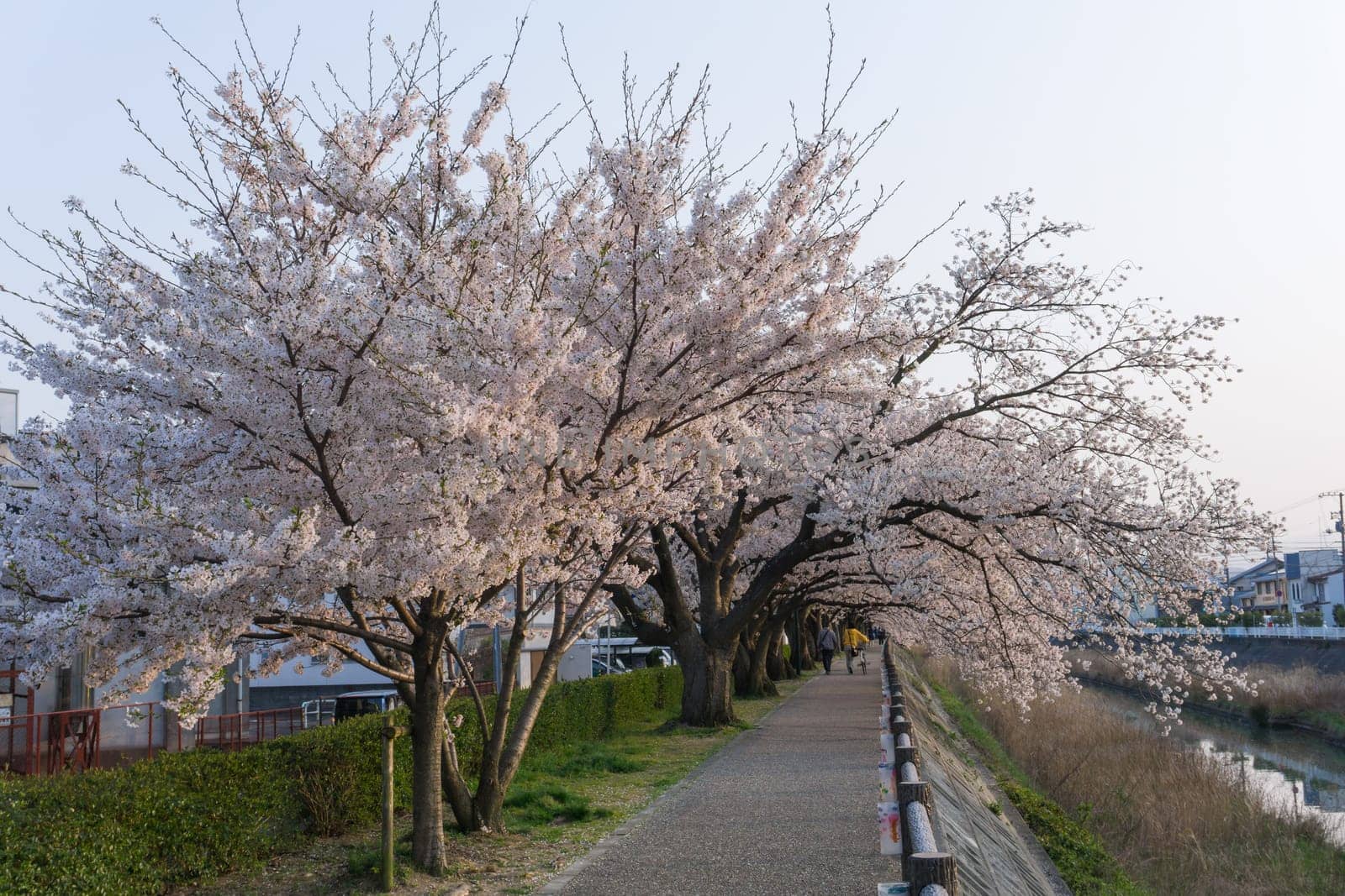 Tottori City is located in western Japan along the coast of the Sea of Japan. Tottori is most famous for its sand dunes, ruins of the former castle and sakura tunnel along Fukura river.
