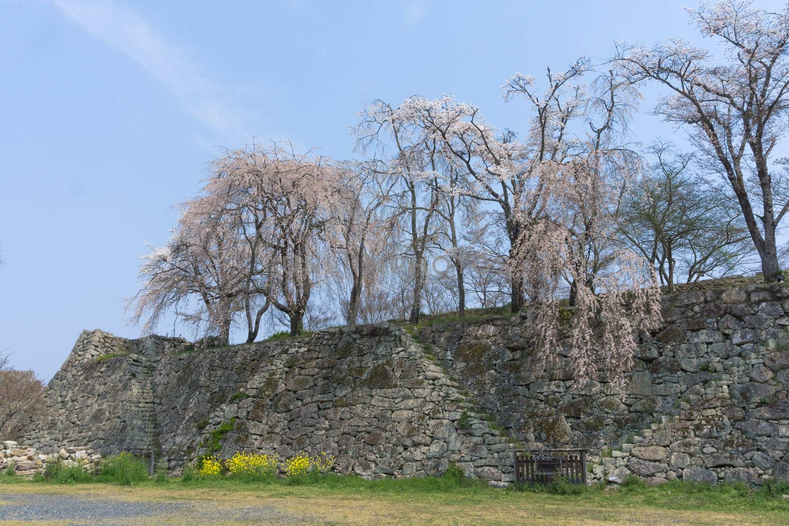 Tsuyama Castle was built about 400 years ago. It has been selected as one of Japan’s top 100 castles and has earned a spot as one of Japan’s top 100 cherry blossom sites. The Tsuyama Cherry Blossom  gives visitors the chance to experience the park’s 1,000 trees.