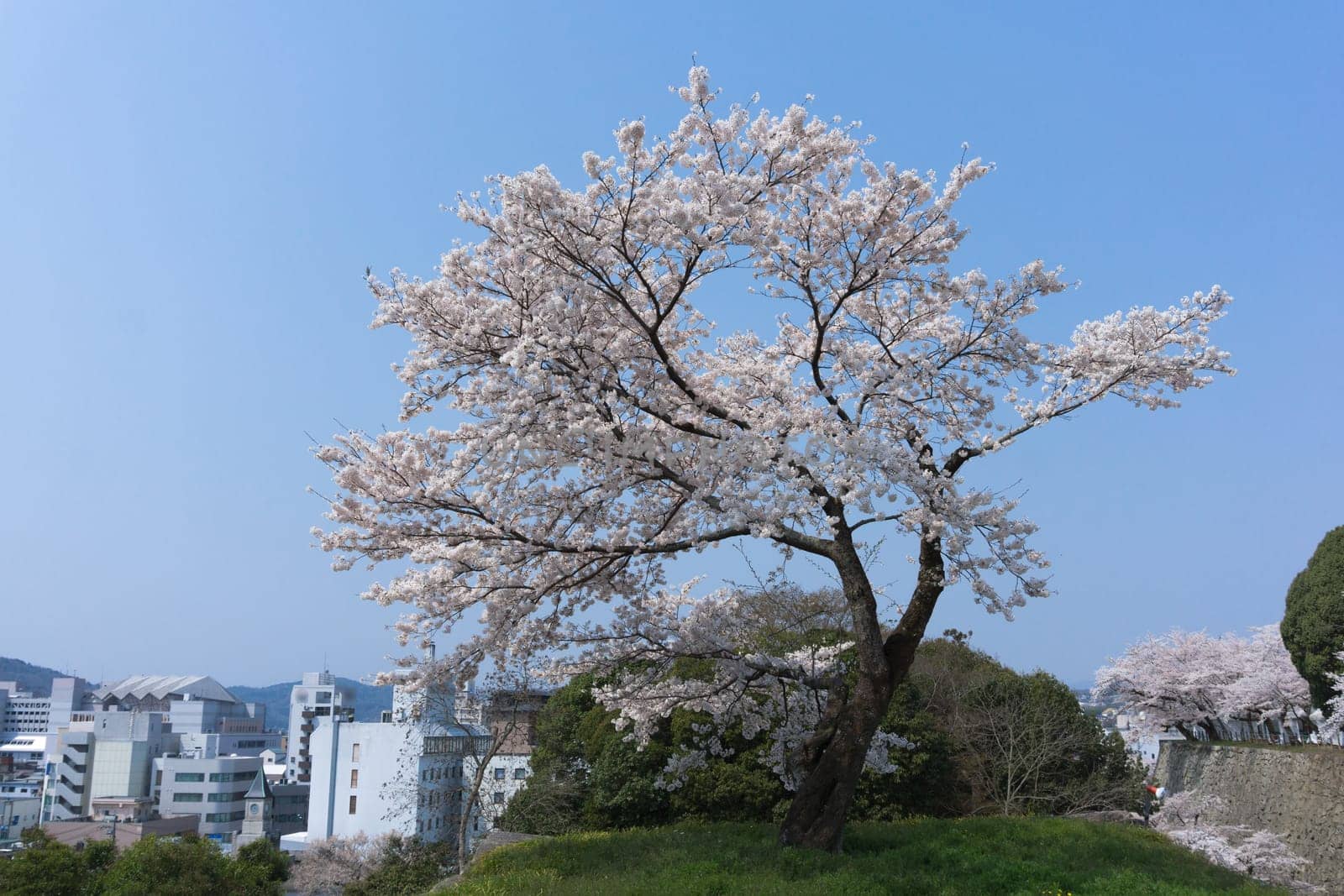 Tsuyama Castle was built about 400 years ago. It has been selected as one of Japan’s top 100 castles and has earned a spot as one of Japan’s top 100 cherry blossom sites. The Tsuyama Cherry Blossom  gives visitors the chance to experience the park’s 1,000 trees.