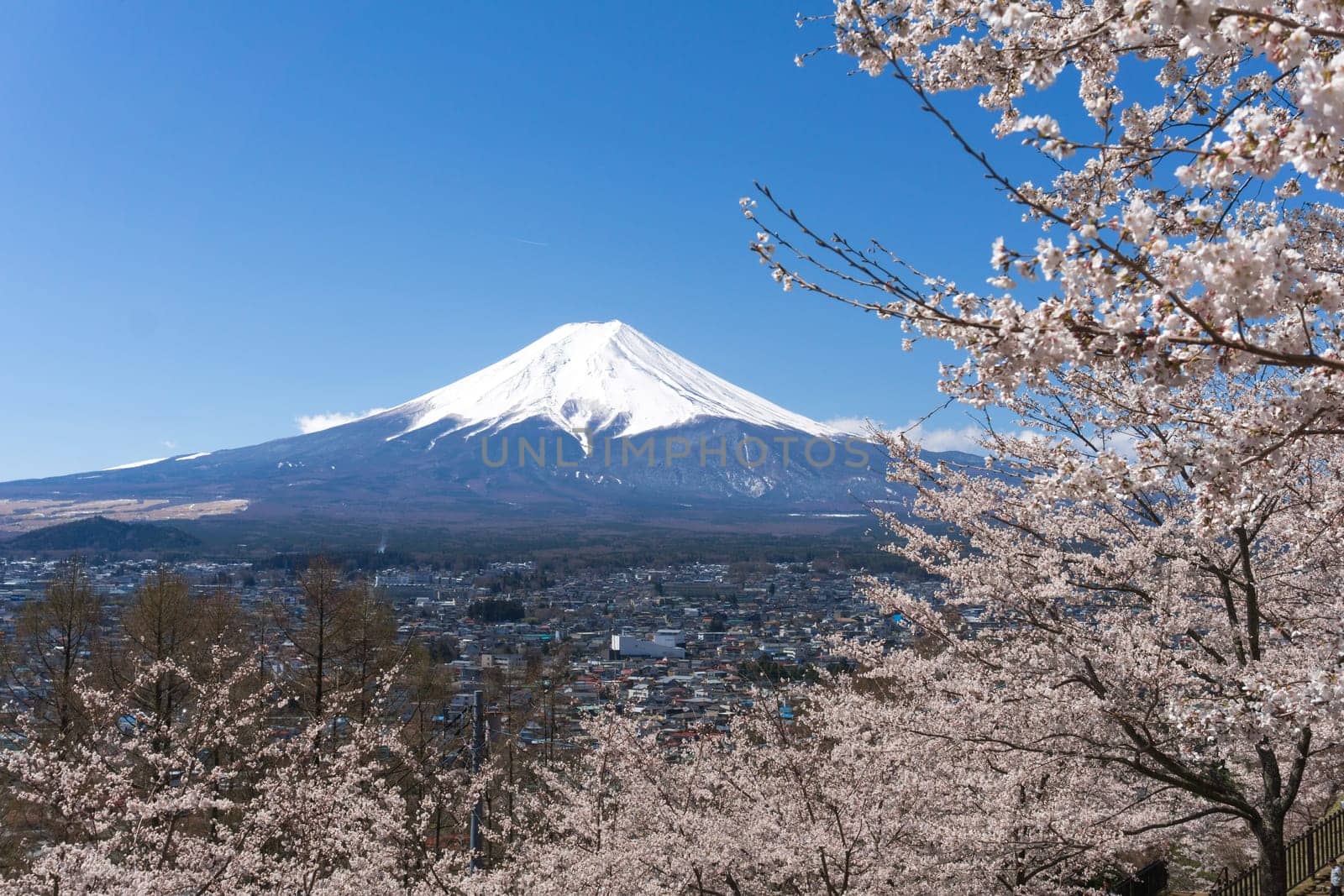 Northern Shores of Kawaguchiko where cherry trees are planted for 1.2km along the lake and Chureito Pagoda are the most scenic views can be captured cherry blossoms and Mt.Fuji.