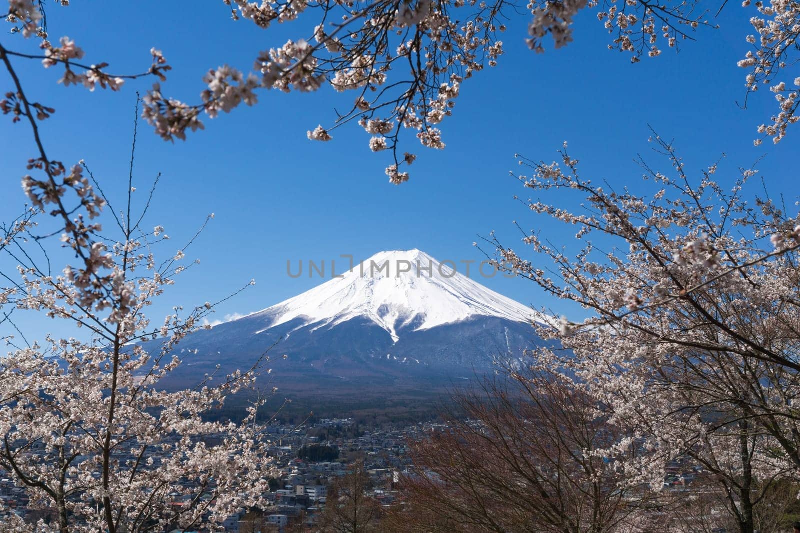 Northern Shores of Kawaguchiko where cherry trees are planted for 1.2km along the lake and Chureito Pagoda are the most scenic views can be captured cherry blossoms and Mt.Fuji.