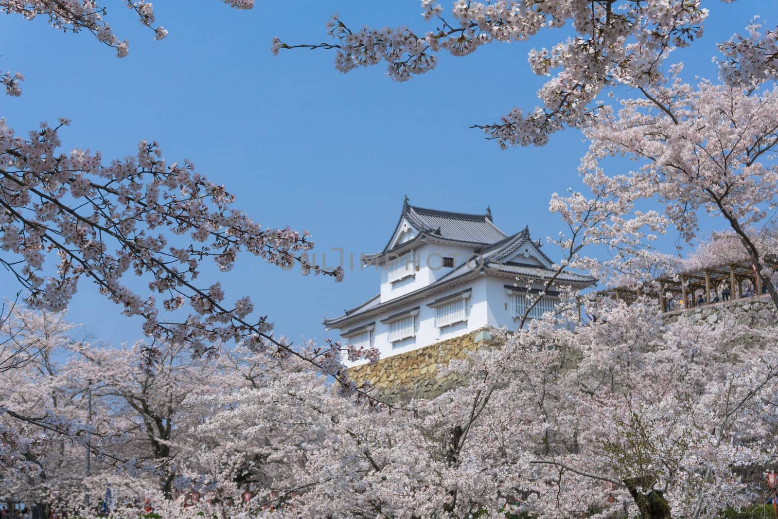 Tsuyama Castle was built about 400 years ago. It has been selected as one of Japan’s top 100 castles and has earned a spot as one of Japan’s top 100 cherry blossom sites. The Tsuyama Cherry Blossom  gives visitors the chance to experience the park’s 1,000 trees.
